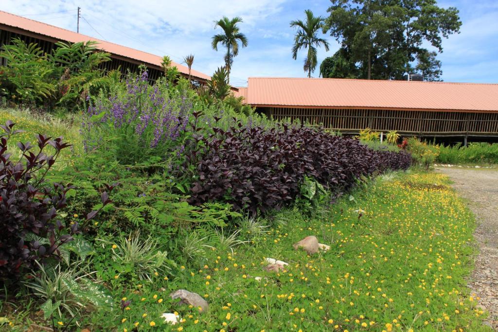 Sabah Tea Garden-Longhouses Ranau Exteriör bild
