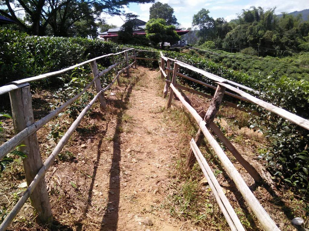 Sabah Tea Garden-Longhouses Ranau Exteriör bild
